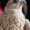 White Saker Falcon painnt by numbers