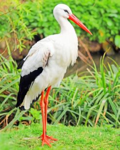 White Stork Bird paint by numbers