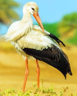 White Stork paint by numbers