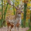 White Tailed Deer Animal paint by numbers