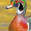 Wood Duck paint by numbers