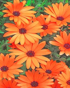 Aesthetic Orange Daisy Flowers paint by numbers