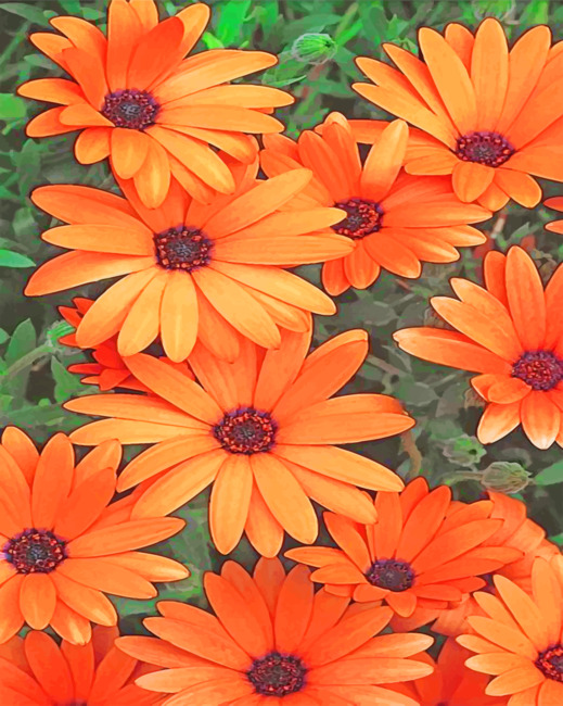 Aesthetic Orange Daisy Flowers paint by numbers