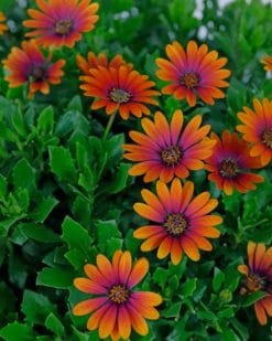 African Daisy Purple Sun paint by numbers