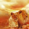 African Lions paint by number
