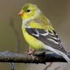 American Goldfinch paint by numbers