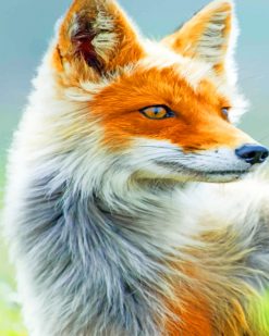 Fox Animal paint by numbers