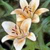 Golden Rayed Lily paint by numbers