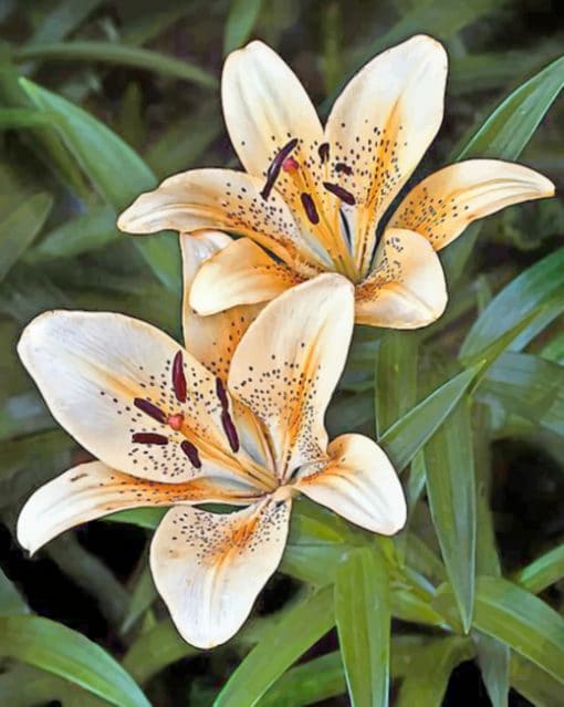 Golden Rayed Lily paint by numbers