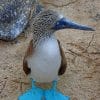 Baby Blue Footed Booby paint by numbers