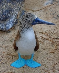Baby Blue Footed Booby paint by numbers