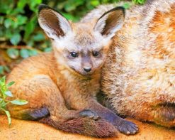 Baby Bat Eared Fox paint by numbers