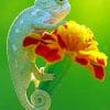 Baby Chameleon paint by numbers