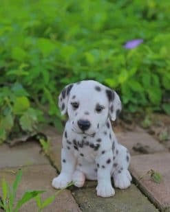 Baby Dalmatian paint by numbers