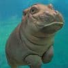 Baby Hippopotamus paint by numbers