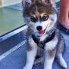 Baby Husky paint by numbers