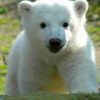 Baby knut Polar Bear paint by numbers