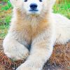 Baby Polar Bear paint by numbers