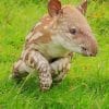 Baby Tapir paint by numbers
