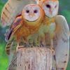 Barn Owls In Tree paint by numbers