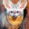 Bat Eared Fox paint by numbers