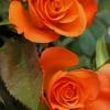 Beautiful Orange Roses paint by numbers