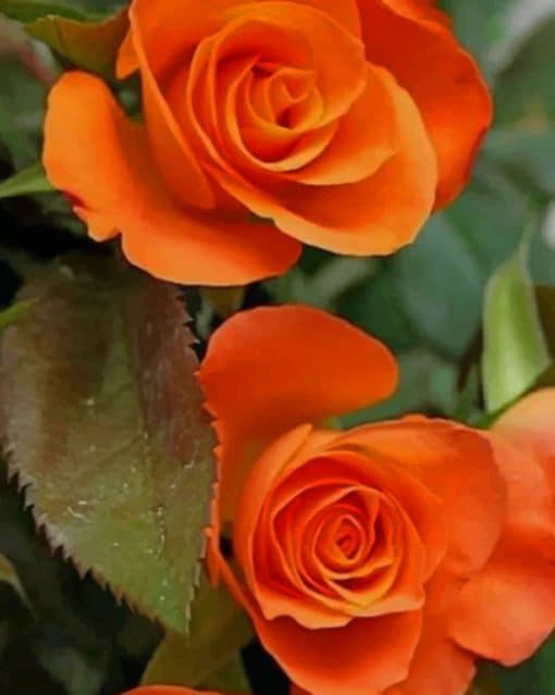 Beautiful Orange Roses paint by numbers
