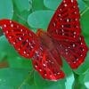 Beautiful Red Butterfly paint by numbers