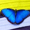 Beautiful Blue Butterfly paint by number