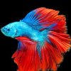 Beautiful Blue And Red Fish paint by numbers