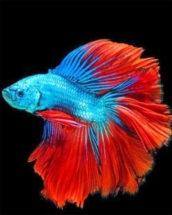 Beautiful Blue And Red Fish paint by numbers