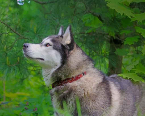Beautiful Siberian Husky paint by number