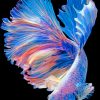 Betta Fish paint by numbers