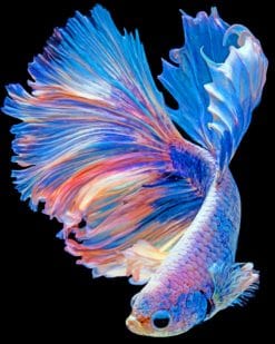 Betta Fish paint by numbers