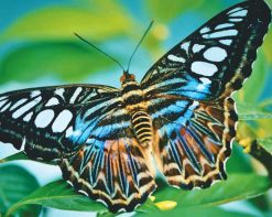 Big Beautiful Butterfly paint by number