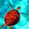 Big Sea Turtle paint by number