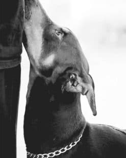 Black And White Doberman paint by numbers