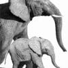 Black And White Elephants paint by numbers
