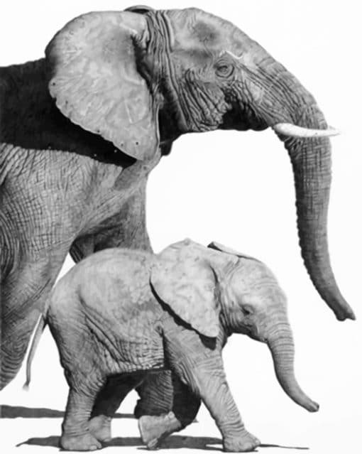 Black And White Elephants paint by numbers