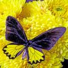 Black And Yellow Butterfly On Flowers paint by numbers