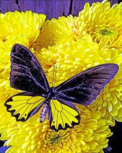 Black And Yellow Butterfly On Flowers paint by numbers