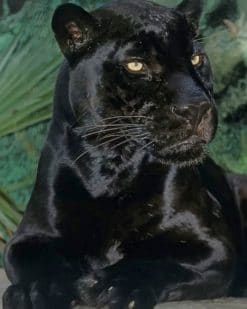 Black Panther Animal paint by numbers