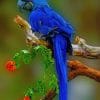 Blue Macaw On Tree paint by numbers
