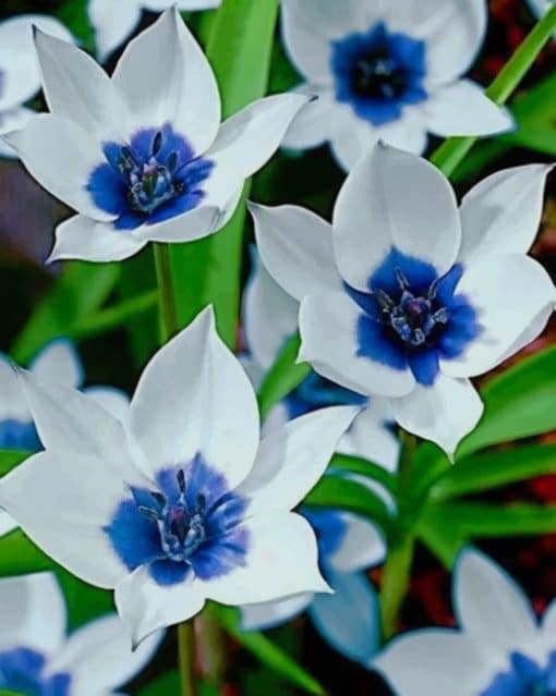Blue And White Flowers paint by numbers