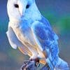 Blue Barn Owl paint by numbers