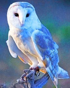 Blue Barn Owl paint by numbers