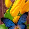 Blue Butterfly On Yellow Tulips paint by numbers