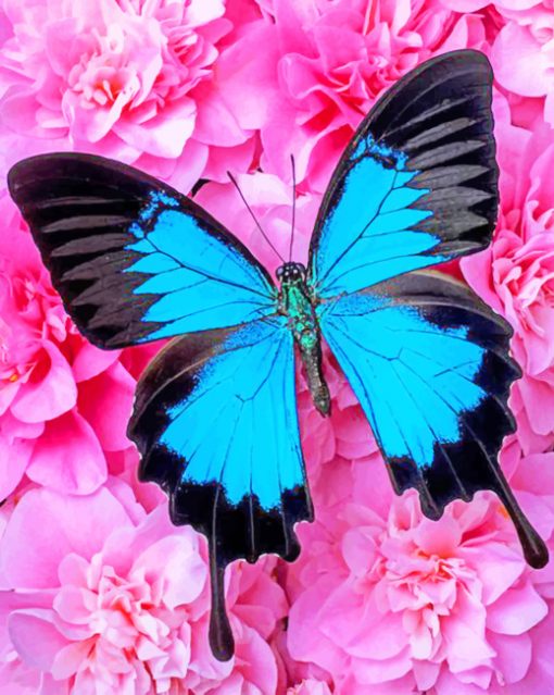 Blue Butterfly On Pink Calmila Flowers paint by numbers