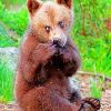 Brown Bear Cub paint by numbers