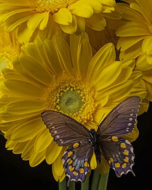 Brown Butterfy On Yellow Daisy paint by numbers